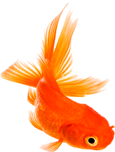 freetoedit fish orange рыба рыбка