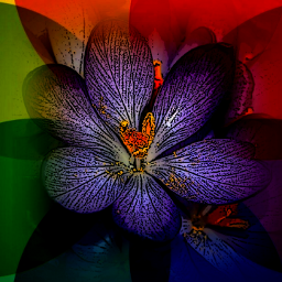 flowers colors arte photo art