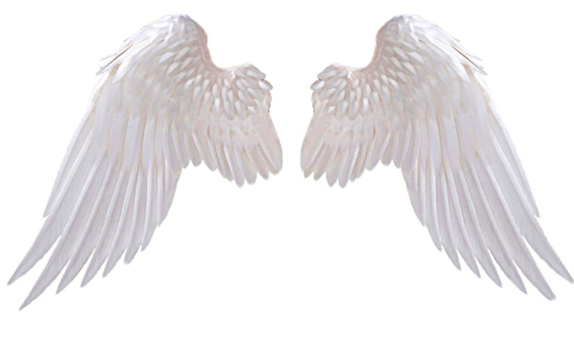  wings  wingsoffreedom wingsofanangel wing  angels angel 