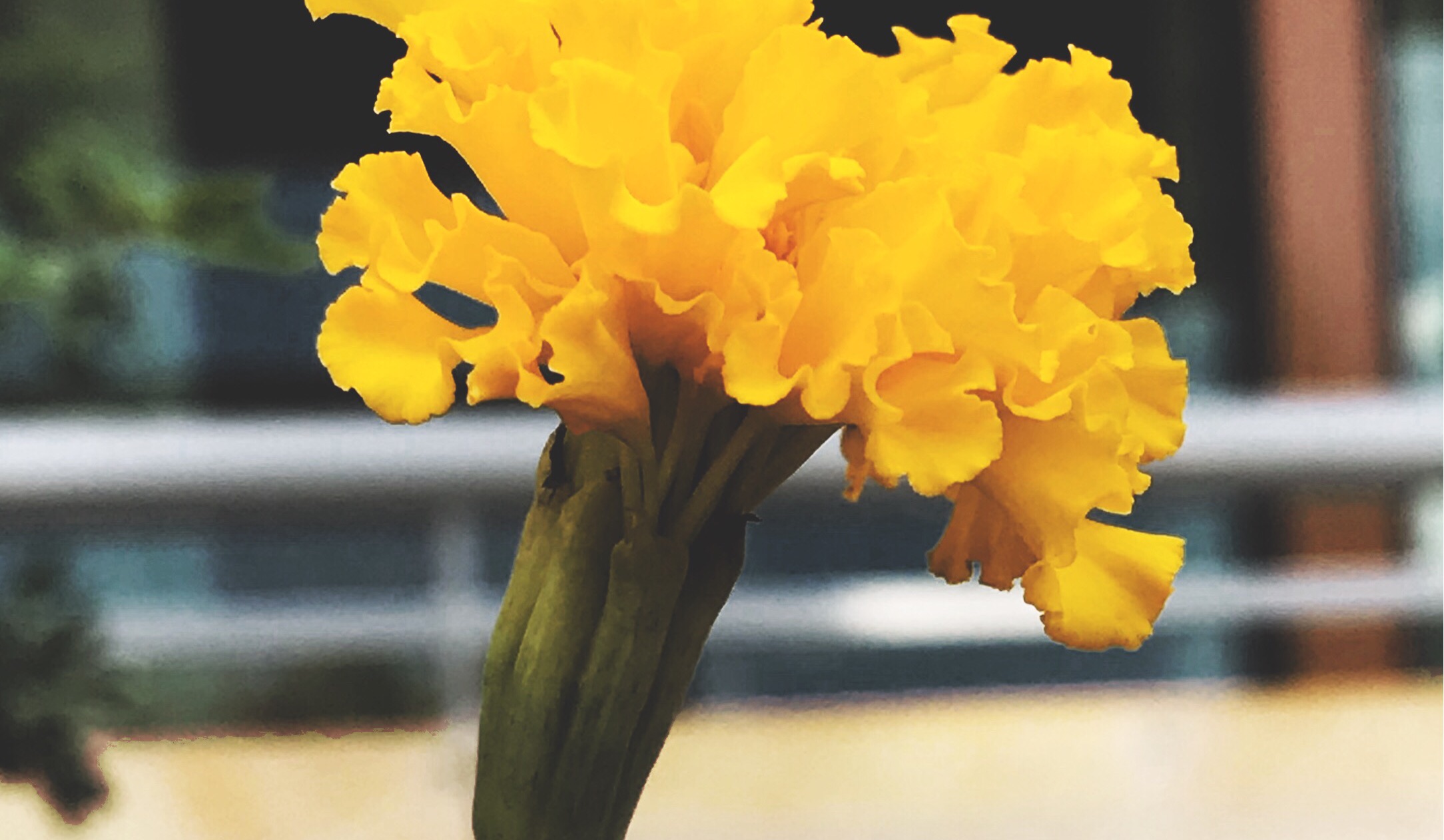Picsart banner for @plantation