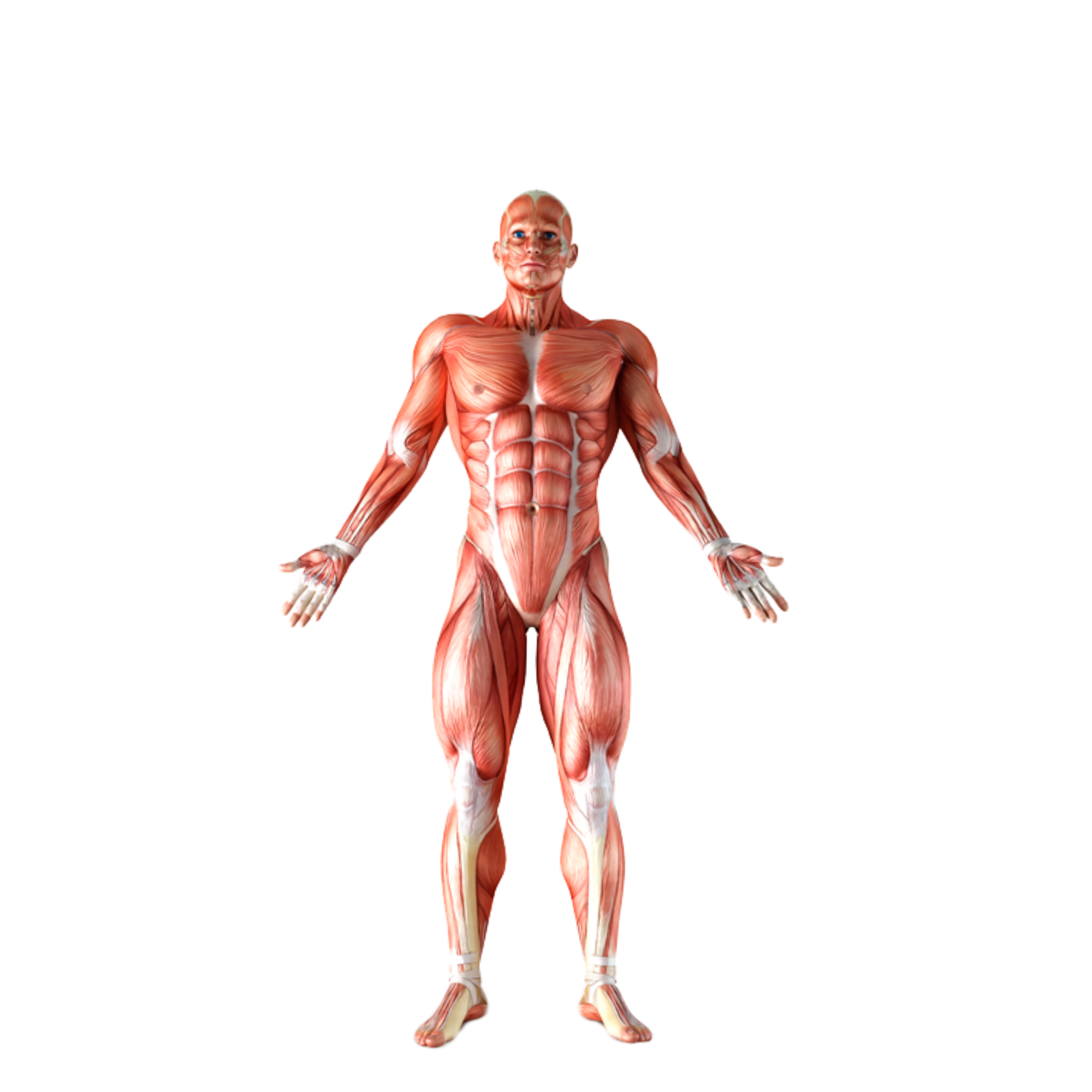 Person s body. Мышцы туловища биология. Атрибуты body. Костюм в виде мышц.