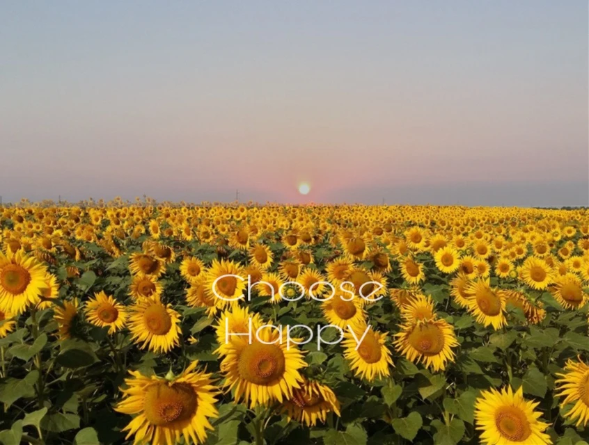 Sunset Sunflower Image By Signesofiemariager