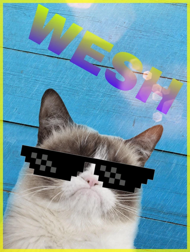 Chat Drole Animals Image By Zebra Ferat Chat Drole Animals Image By Zebra Ferat