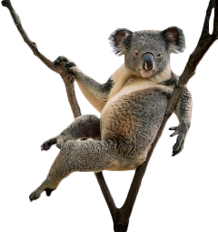 hotkoala koala animal funny freetoedit