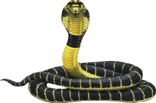 Serpente Edita