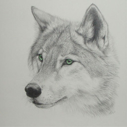 wildanimals wolf drawing art