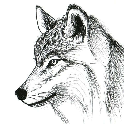Wild Animals Draw Challenge on Picsart Wild Animals Draw Challenge on Picsart