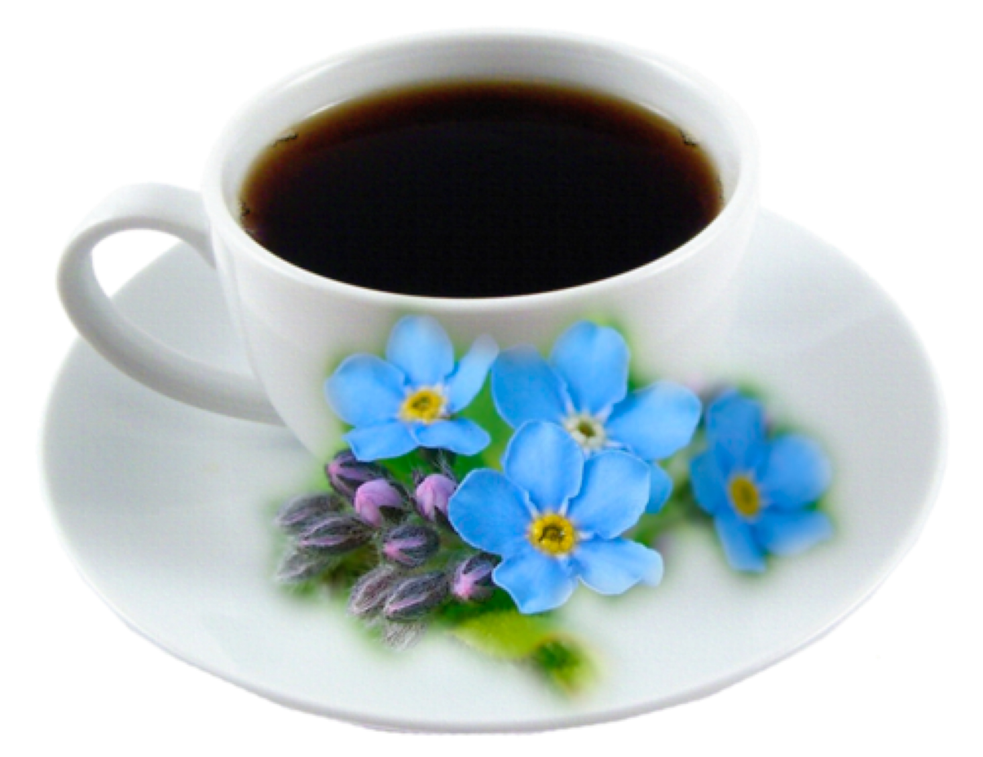 Доброе утро прозрачные картинки. Незабудки и кофе. Чашечка кофе с незабудками. Чашка кофе и цветы на прозрачном фоне. Кружка кофе и незабудки.