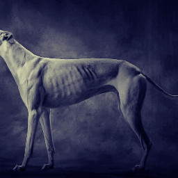 greyhound dog ghost soul lonely