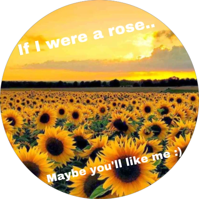 Sunflower Sunset Rose Sticker By Jessicendoza351
