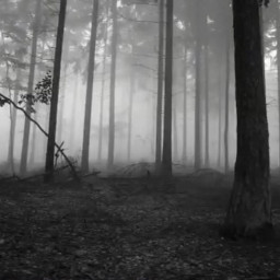 slenderman slender slenderforest forest dark