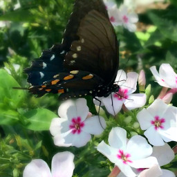 pcspringishere springishere freetoedit butterfly garden