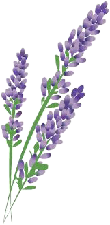 sclavender lavender лаванда цветок art sticker by @minchao_