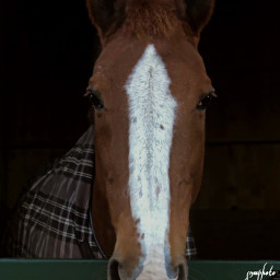 horse stable photography horsebackriding cute freetoedit