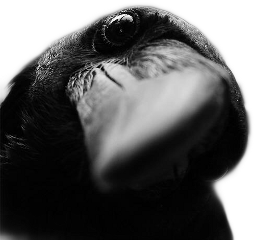 crow closeup freetoedit