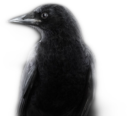 crow freetoedit