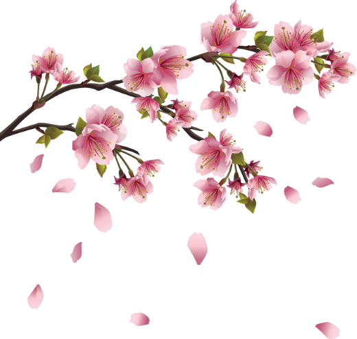 sakura japan flower flowers nature freetoedit...