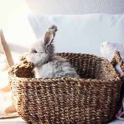 bunny bunnylove fluffy cute lovebunny