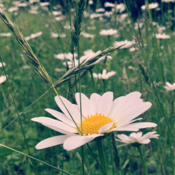 daisy flowerpower flowerphotography freetoedit