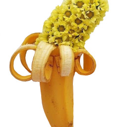 banana sunflower freetoedit