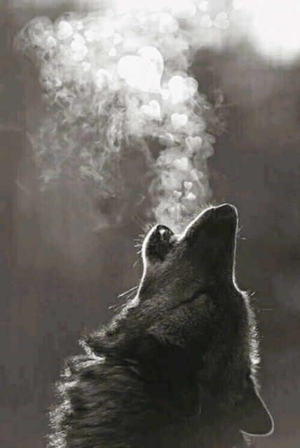 pic Galaxy:fhgra0Uxgyk= Wolf Gif picsart