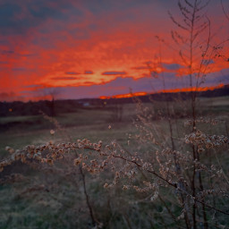freetoedit sunset plant field meadow