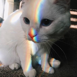 freetoedit rainbow rainbows cat cats