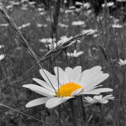 eccolorsplasheffect colorsplasheffect colorsplash daisy flowerphotography freetoedit