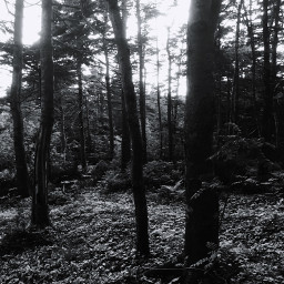 boreal forest blackandwhite photobyme editbyme
