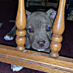 freetoedit puppy myphoto myphotography