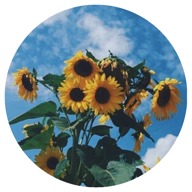 Sunflower Sunflowers Circle Icon Sticker By
