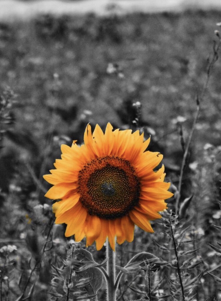 Find more spring photos 293638621003201