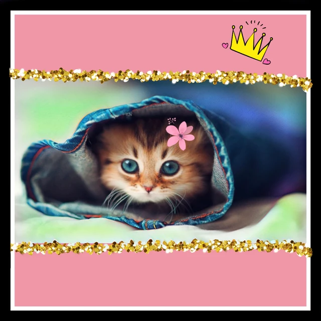 Cat Ilovecat Fluffy Cute Image By I Love Cat Cat Ilovecat Fluffy Cute Image By I Love Cat