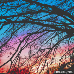 freetoedit sky trees colorful sunset