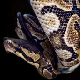 explore recent interesting snake snakes scene