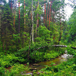 freetoedit forest russia