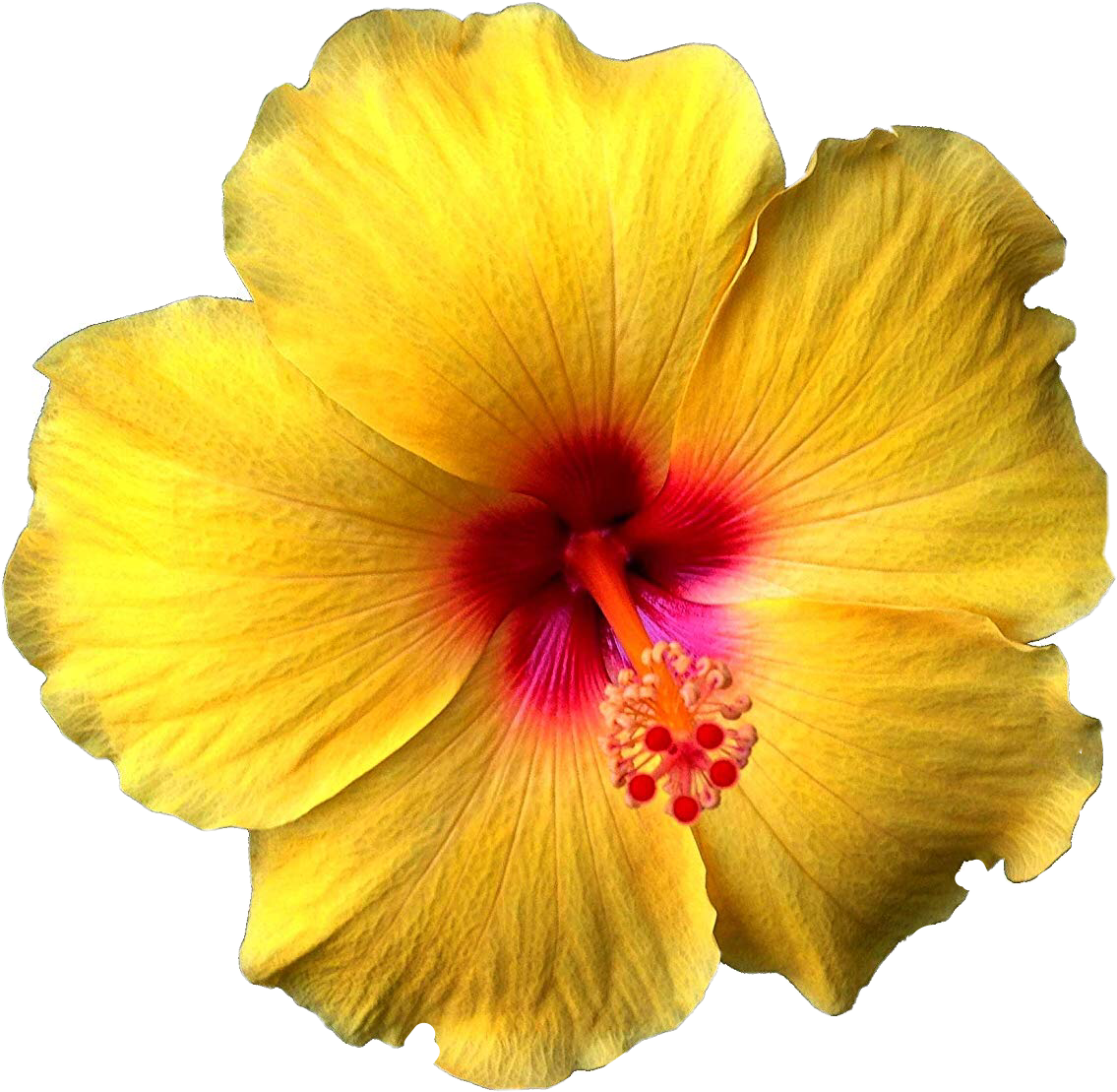 flower flowers hawaiian hibiscus sticker by @precious420pw