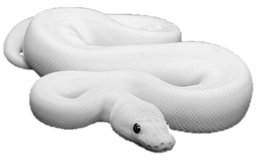 freetoedit cute white snake animals sticker by @sl33pydes