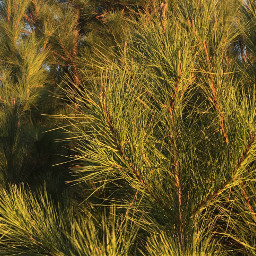goldenhour pines nature photography aesthetic