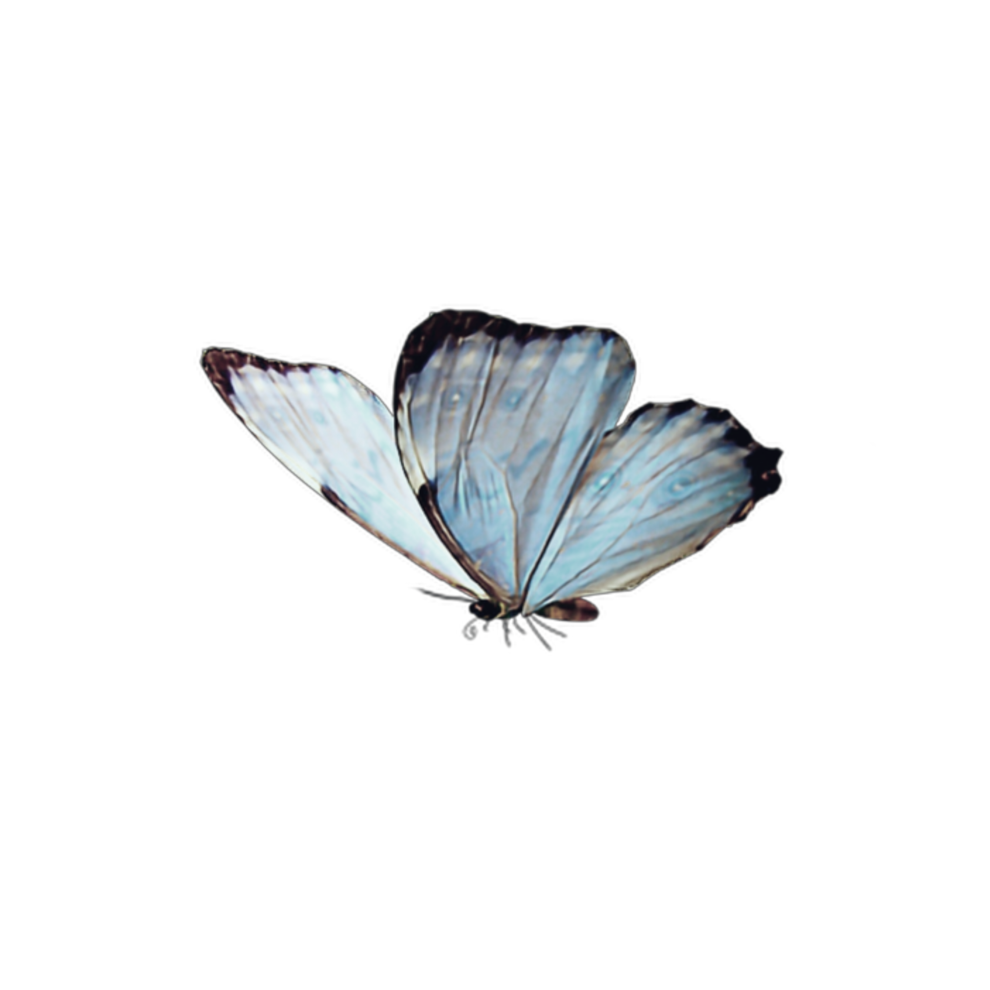 Бабочки летают вокруг. Бабочки на белом фоне Эстетика. Белые бабочки на прозрачном фоне. Бабочки летают. Нежные бабочки на прозрачном фоне.