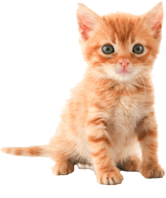 cat kitten cute pet freetoedit