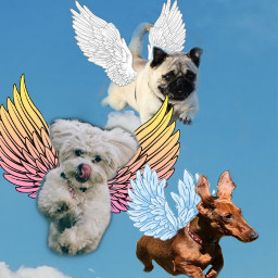 freetoedit dogs wings flying flyingdogs ircflyingpug