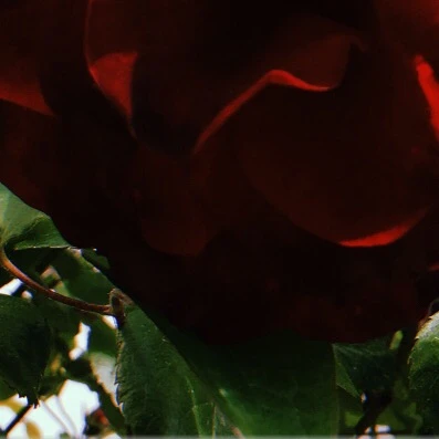 Leaves Green Red Aesthetic Image By A E S T H E T I C