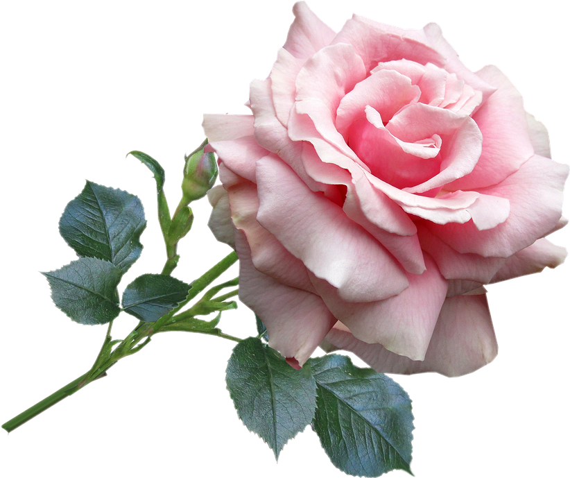 rosa pinkrose freetoedit scroses 296561311179211 by @f1004