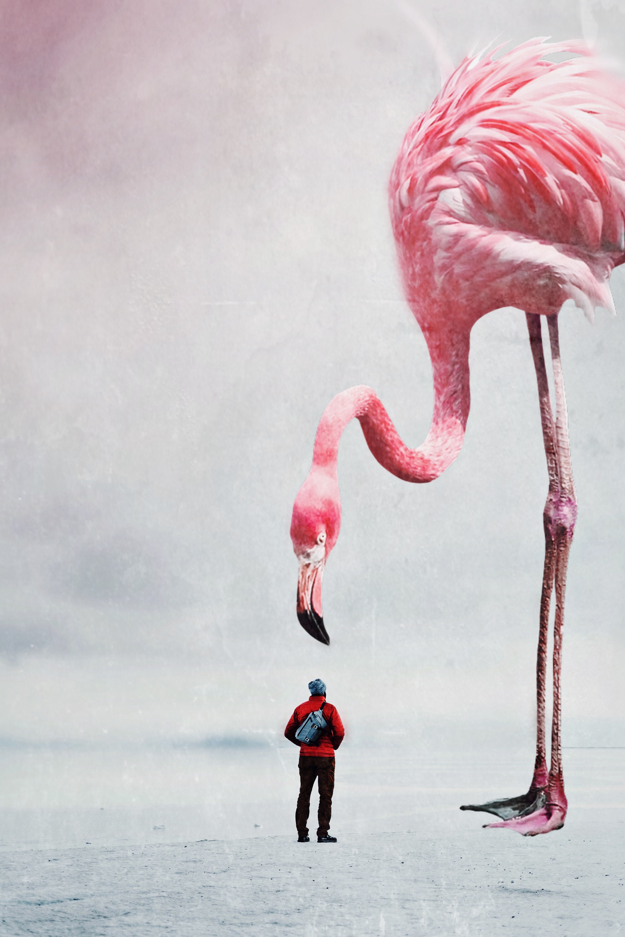 Сюрреализм Фламинго