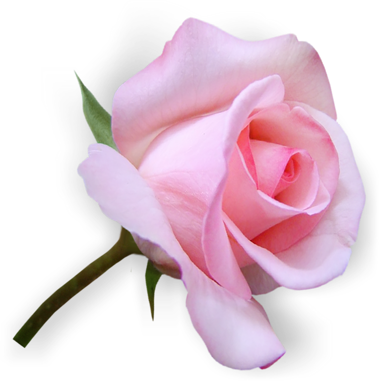 С днём женского счастья открытки. Красивые цветы. Розы на прозрачном фоне. Розы с пожеланиями счастья. Красивые стикеры для ватсап с днем рождения