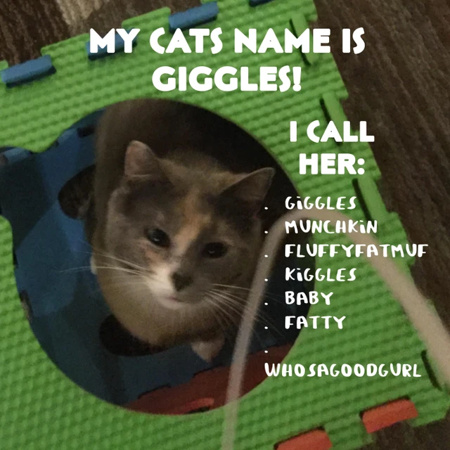 Cute Kitten Meme Images Google Search Animals Cute Kitten