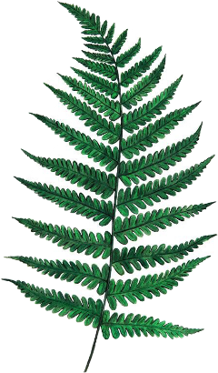 scgreenleaves greenleaves fern long green day freetoedit