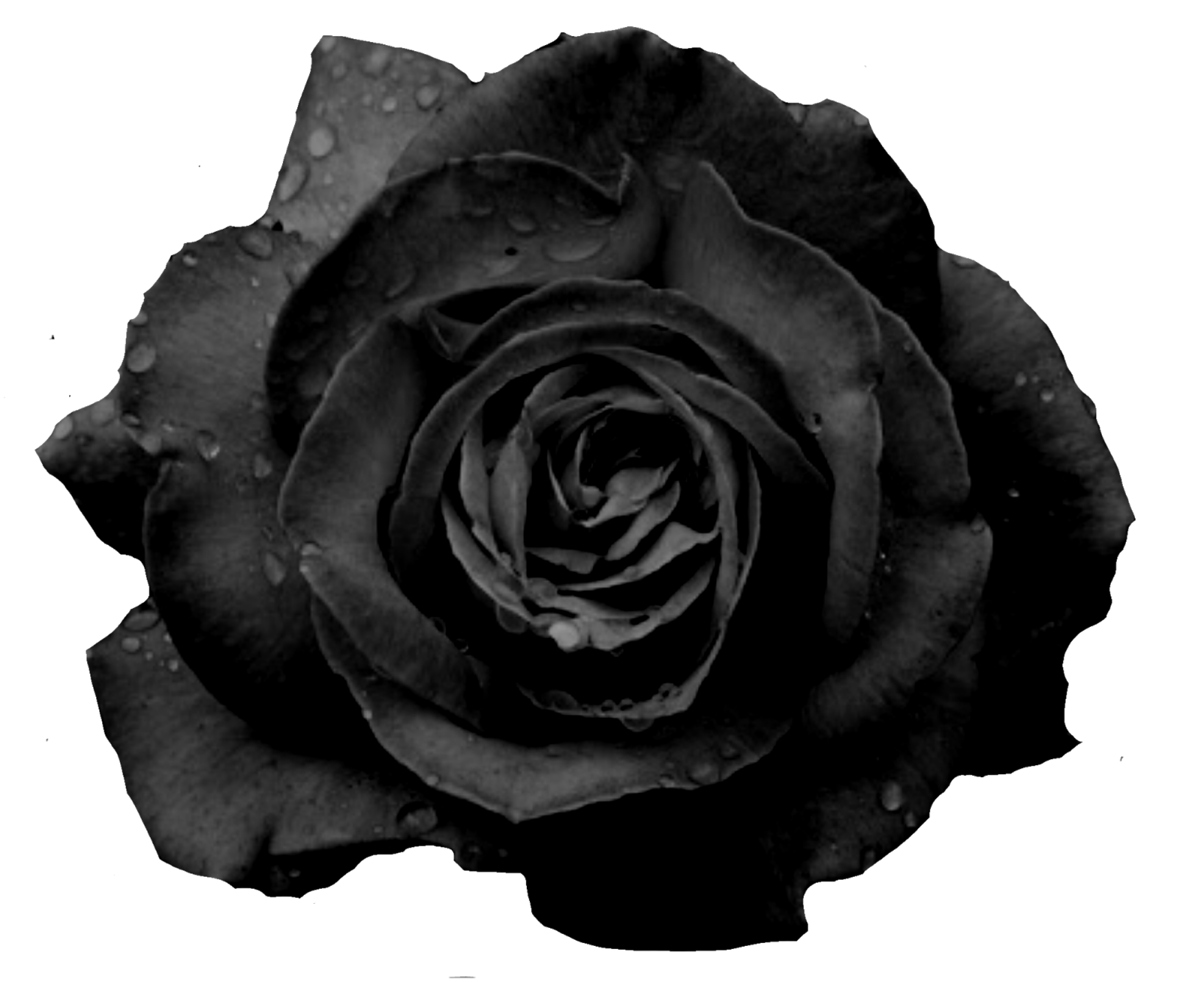 Black rose. Черные цветы. Черная роза бутон. Бутоны чёрных роз. Белые цветы на черном фоне.