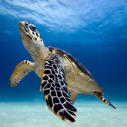 turtle ocean blue sea freetoedit
